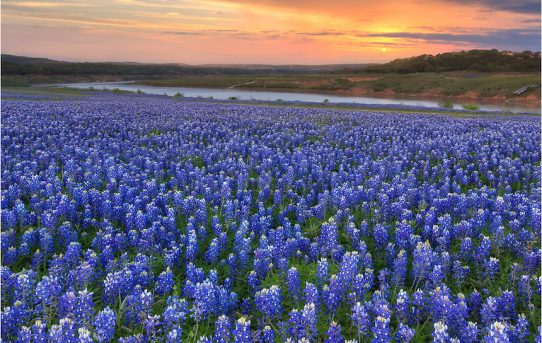 Texas Bluebonnets